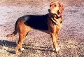 Raza: Ogar Polski (Sabueso polaco)