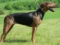 Raza: Sabueso serbio