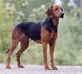 Raza: Sabueso de Schiller