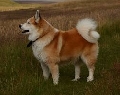 Raza: Perro de pastor Islandes