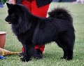Raza: Perro sueco de Laponia