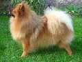 Raza: Spitz aleman Zwerspitz