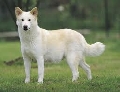 Raza: Canaan Dog