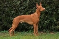 Raza: Perros de los Faraones