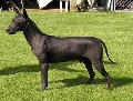 Raza: Perro sin pelo mexicano