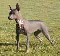 Raza: Perro sin pelo del Peru