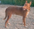 Raza: Podenco Andaluz