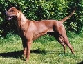 Raza: Thai Ridgeback Dog (Perro Tailandes con una cresta sobre la espalda)