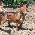 Magic Illusion