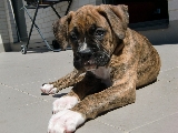 Lluvia, 3 meses, boxer.