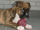 Lluvia, 3 meses, boxer.
