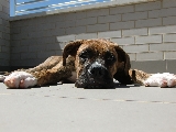 Lluvia, 4 meses, boxer.