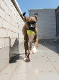 Lluvia, 5 meses, boxer.