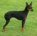 Raza: English Toy Terrier (Terrier de juguete ingles negro y fuego)