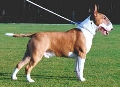 Raza: Bull Terrier