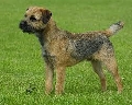 Raza: Border Terrier