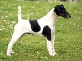 Raza: Fox Terrier pelo liso (Smooth)
