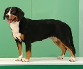 Raza: Entlebucher Sennenhund (Perro boyero de Entlebuch)