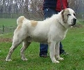 Raza: Perro pastor de Asia Central