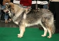 Raza: Perro pastor de Karst