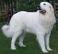 Raza: Perro de monta�a del Pirineo