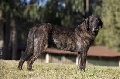 Raza: Ca de castro labroeiro (Perro de castro Laboreiro)