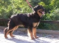 Raza: Hovawart