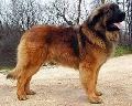 Raza: Leonberger