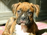 Soy Lluvia, en esta foto ten�a algo m�s de dos meses, soy de raza boxer.