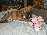 Soy Lluvia, en esta foto ten�a algo m�s de dos meses, soy de raza boxer.