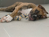 Me llamo Lluvia, tengo 5 meses y soy de raza boxer.
