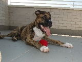 Me llamo Lluvia, tengo 5 meses y soy de raza boxer.