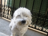 Esquitx, �el perrito que duerme sentado! :)