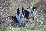 Blade y Arai campito