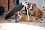 Tessita y angus