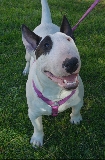 Mi bull terrier Jack con 8 meses