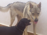 kayser y kratos