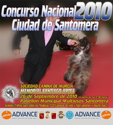 Pinche sobre las categorias para conocer nuestros Yorkies